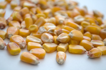 Healthy ecological corn on a white background