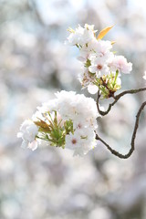 Weiße Zierobstblüten im Frühling 2
