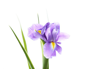 Iris flowers isolated on a white background