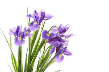Crédence en verre imprimé Iris Bouquet de fleurs d& 39 iris isolé sur fond blanc