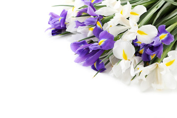 Bouquet of iris flowers isolated on a white