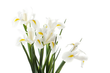 Bouquet de fleurs d& 39 iris isolé sur fond blanc