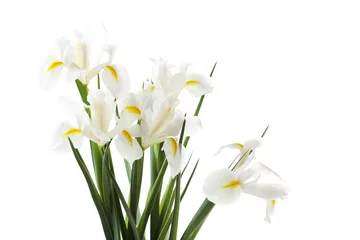 Schilderijen op glas Bouquet of iris flowers isolated on a white © 5second