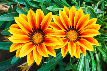 Motley flowers of Gazania. Plant native to Southern Africa. Brilliant shades of yellow and orange. Saturated colors.