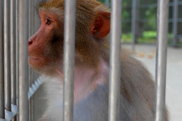 monkey behind bars