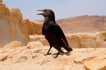 a bird sitting on the stone (starling)
