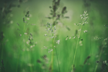 Green grass meadow suitable for backgrounds or wallpapers, natural seasonal landscape