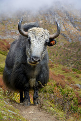 Big yak standing on the trail in himalayan mountains