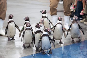 ペンギンパレード