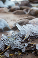 Frozen seaweed and rocks by the sea