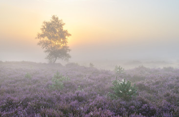 Obraz na płótnie Canvas Sunrise at the heather in Kalmthoutse Heide.