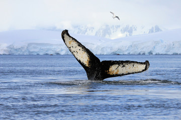 Fototapeta premium Humpback whale tail, showing on the dive, Antarctic Peninsula