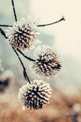 natural background from frozen plant covered with hoarfrost