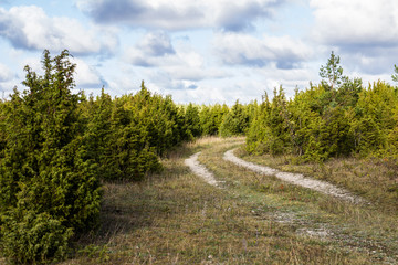 A path between juniper trees in the summer
