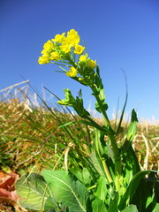 土手に咲く菜の花