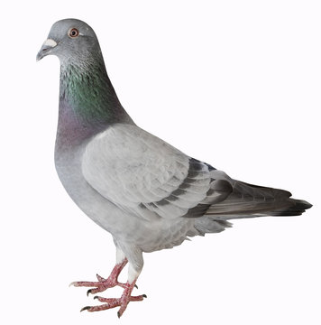 close up full body of sport racing pigeon bird isolated white background