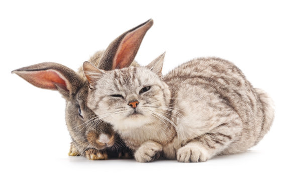 Cat and rabbit.