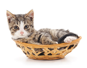 Fototapeta na wymiar Gray cat in basket.
