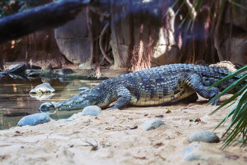 A big crocodile going to the water at Biopark Fuengirola, Andalusia, Spain.