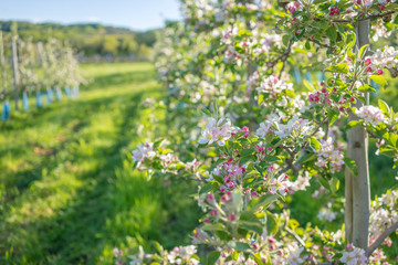 Obstblüte im Frühling 