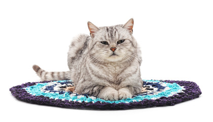 Grey cat on the mat.