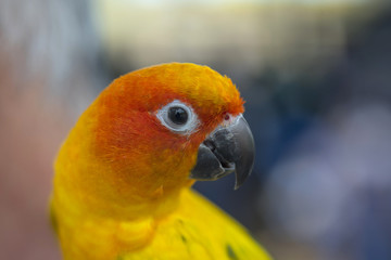 Beautiful Parrot, sun Conure 