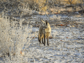 Jackal in Namibia