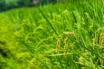 Rice field gren leaf
