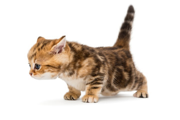 Little kitten British breed marble