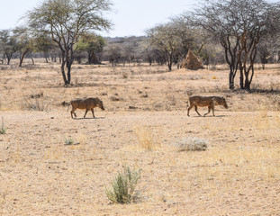 Fototapeta na wymiar warthogs in Namibia