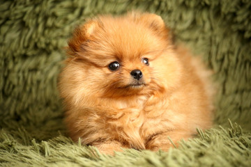 charming little Pomeranian puppy