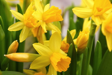 Simple composition with daffodils.