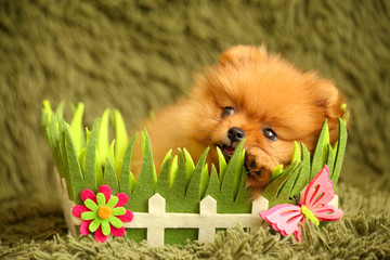 charming little Pomeranian puppy