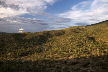 Fototapeta na wymiar Sonoran Desert in Arizona