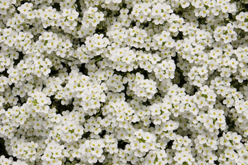 Pretty white flowers blooming in a garden