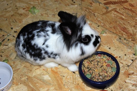 Rodent Dwarf Bunny Black White Lion Head