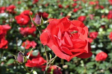 Rote Rose im Park bei Sonnenschein