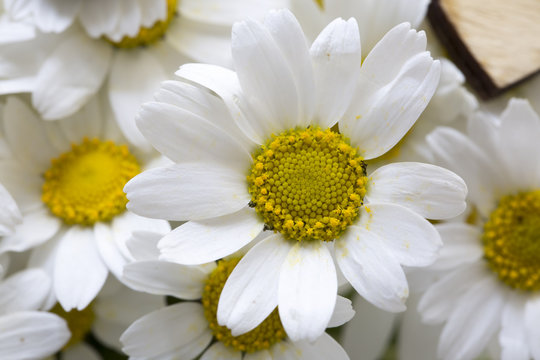 Daisy Flowers