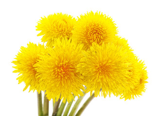Naklejka premium Bouquet of yellow dandelions.