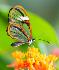 Naklejka premium Maco of a glasswinged butterfly on a flower