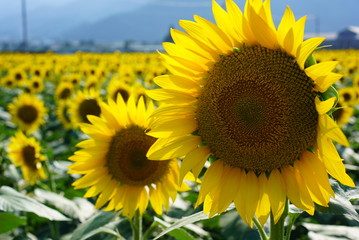 Fototapeta premium 向日葵畑とひまわり畑