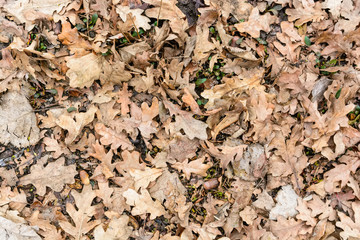Dry fallen leaves