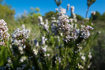 Heather or Ling wild plant (Calluna vulgaris)
