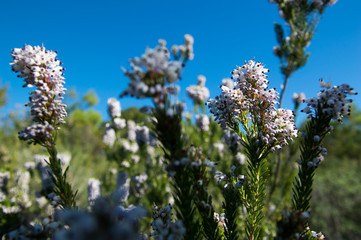 Heather or Ling wild plant (Calluna vulgaris)