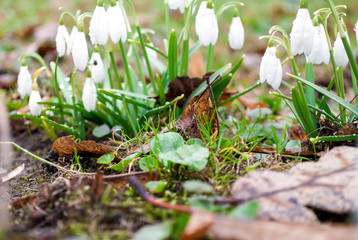 snowdrops