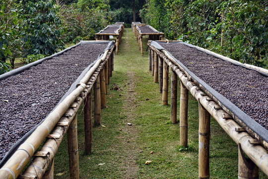 Kaffeebohnen Aus Boquete Panama