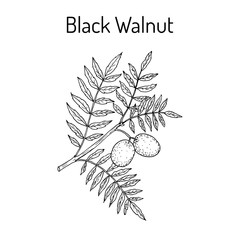 Fototapeta premium Eastern black walnut Juglans nigra 