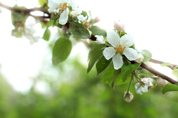 flowering apple tree/ Background blurred flowers in spring time against a sky background