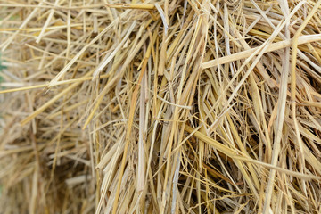 rice straw at farm