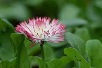 Fototapeta premium Flower